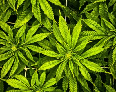 Cannabis Science: Understanding CBD & THC